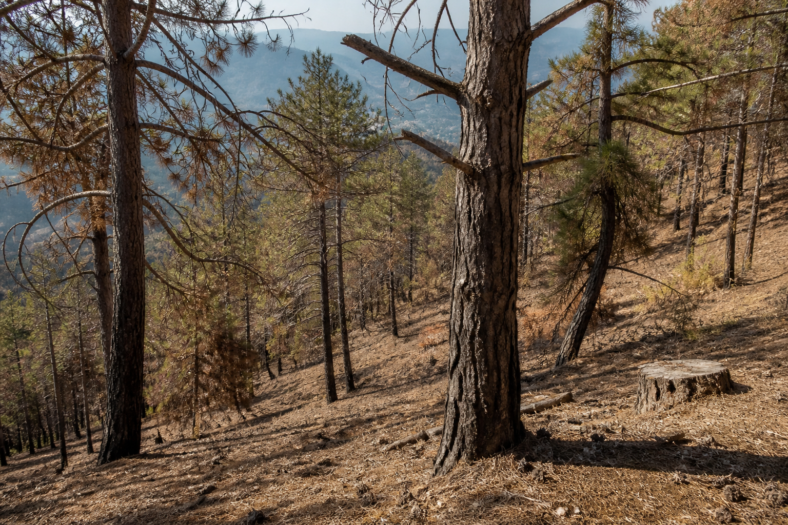 A dry pine forest on a southern Swiss hillside in late summer